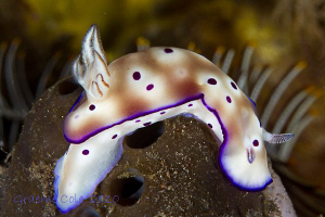 One my first nudi shots. by Graeme Cole 